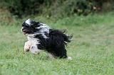 TERRIER DU TIBET 283